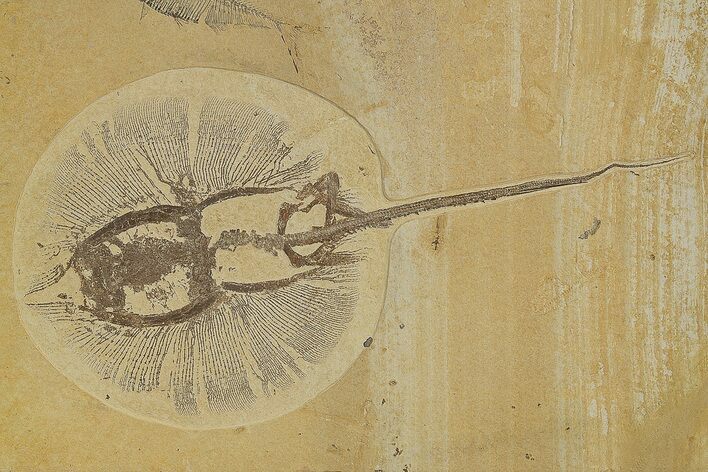 Rare, Fossil Stingray (Heliobatis) and Fish - Wyoming #314556